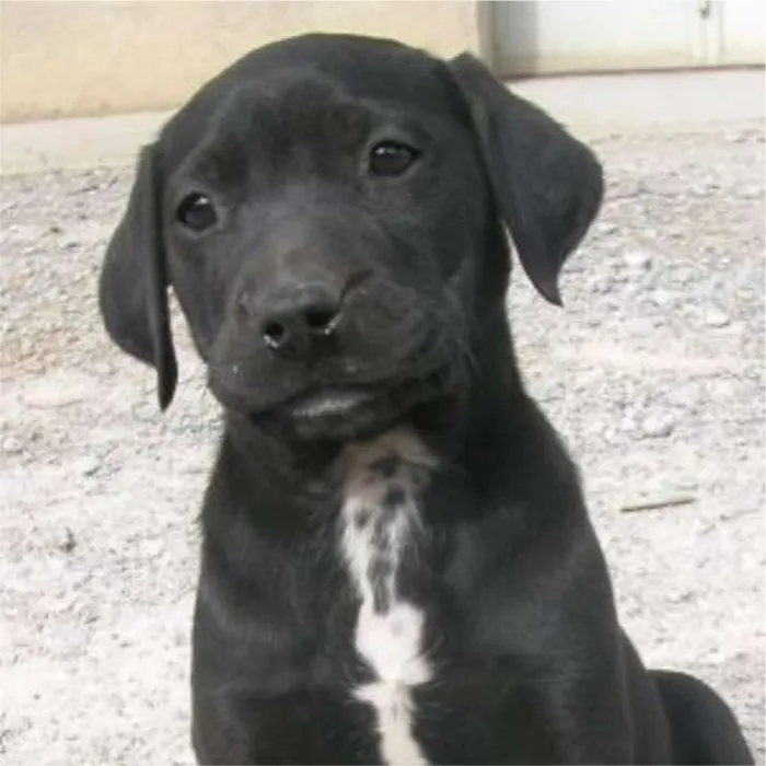 Cachorro ra a SEM RAÇA DEFINIDA idade Abaixo de 2 meses nome Adote