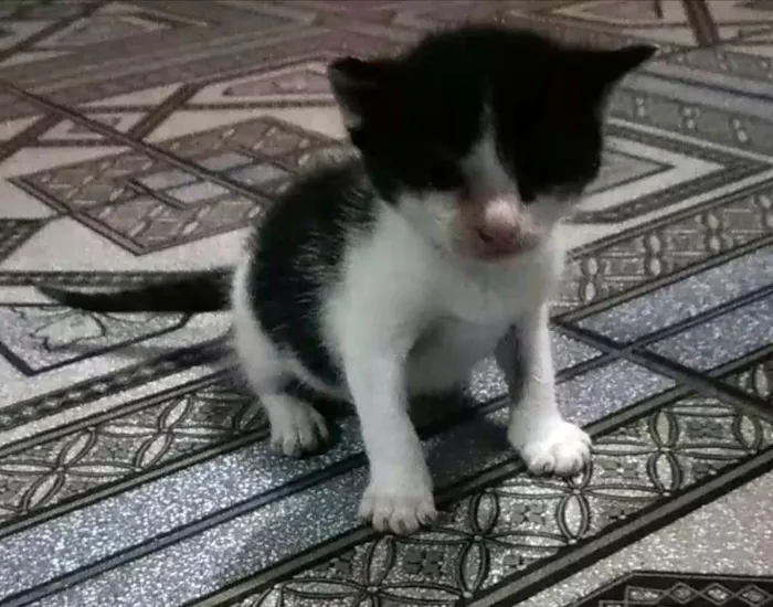 Gato ra a Não sei idade Abaixo de 2 meses nome Sem nome