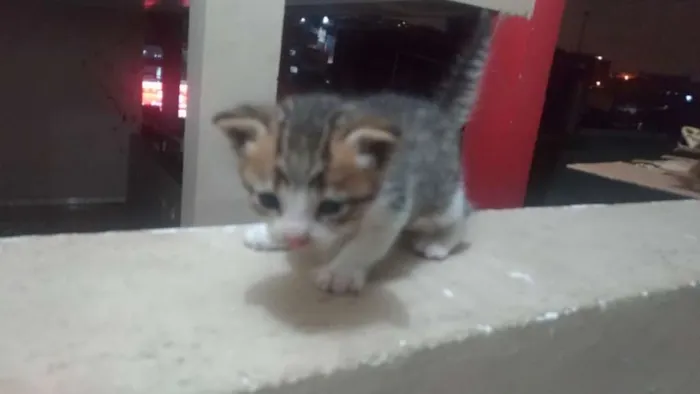Gato ra a Não sei idade Abaixo de 2 meses nome Sem nome