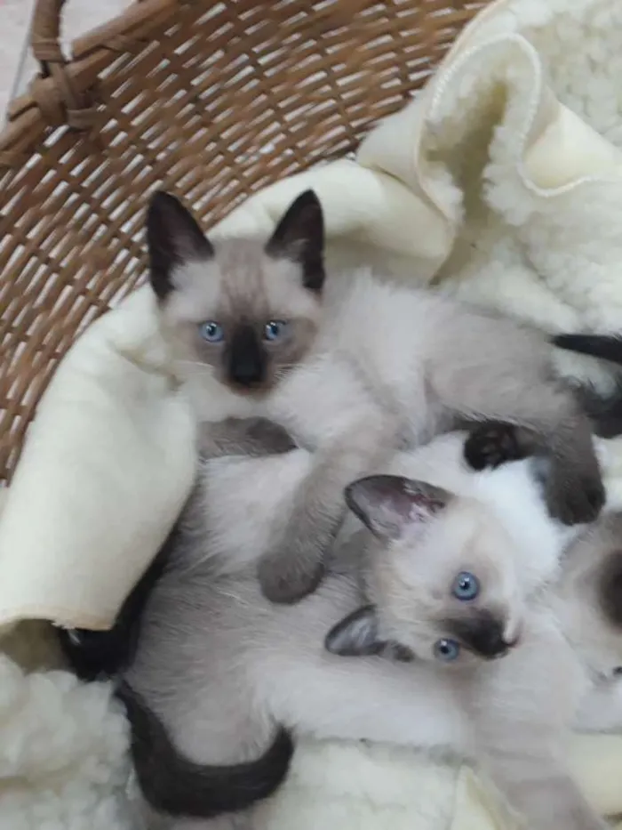 Gato ra a Sem raça idade 2 a 6 meses nome Sem nome