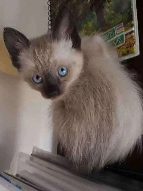 Gato ra a Sem raça idade 2 a 6 meses nome Sem nome
