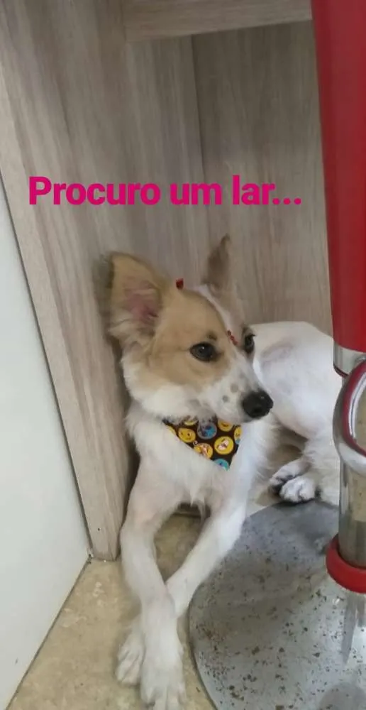 Cachorro ra a  idade 1 ano nome N a o sei