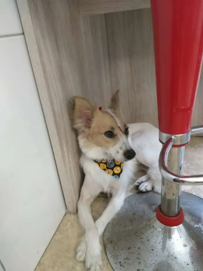 Cachorro ra a  idade 1 ano nome N a o sei