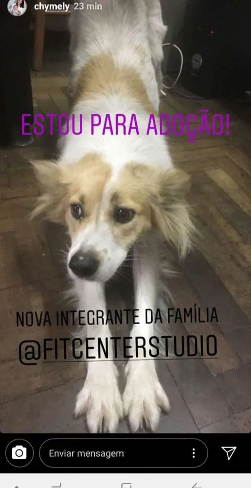 Cachorro ra a  idade 1 ano nome N a o sei