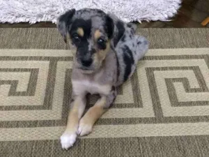 Cachorro raça Indefinida idade Abaixo de 2 meses nome Zeze