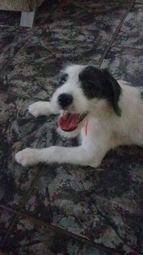 Cachorro ra a Misturado Raça Cara e Vira Lat idade 2 a 6 meses nome Pandora