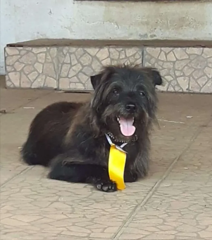 Cachorro ra a Mestiça  idade 1 ano nome Caio 