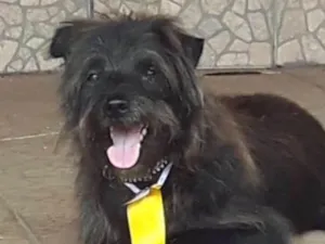 Cachorro raça Mestiça  idade 1 ano nome Caio 