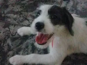 Cachorro raça Misturado Raça Cara e Vira Lat idade 2 a 6 meses nome Pandora