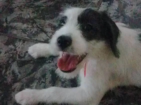 Cachorro ra a Misturado Raça Cara e Vira Lat idade 2 a 6 meses nome Pandora