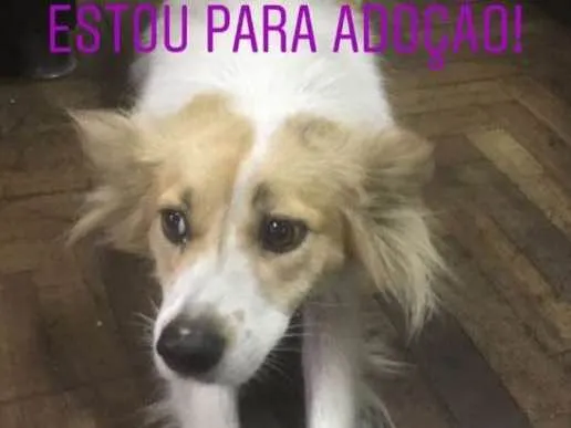 Cachorro ra a  idade 1 ano nome N a o sei