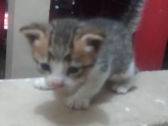 Gato ra a Não sei idade Abaixo de 2 meses nome Sem nome