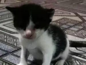 Gato raça Não sei idade Abaixo de 2 meses nome Sem nome