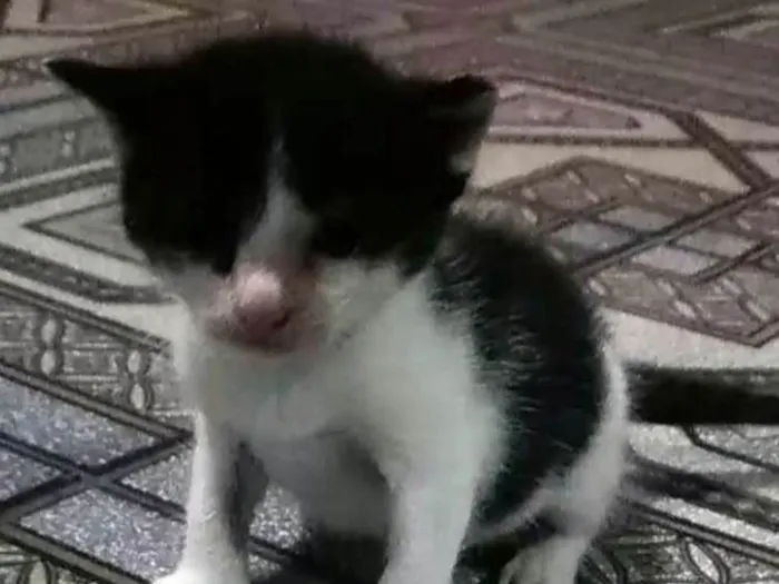 Gato ra a Não sei idade Abaixo de 2 meses nome Sem nome