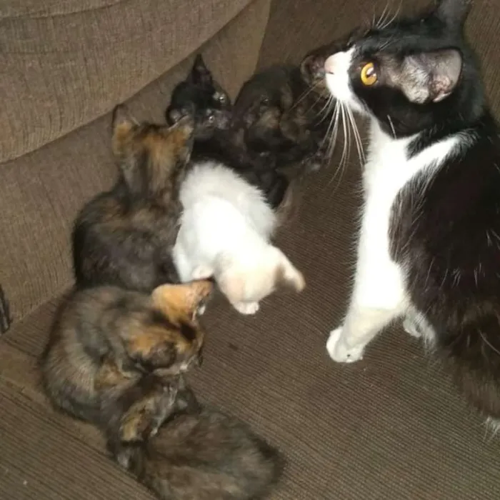 Gato ra a  idade Abaixo de 2 meses nome filhotinhos