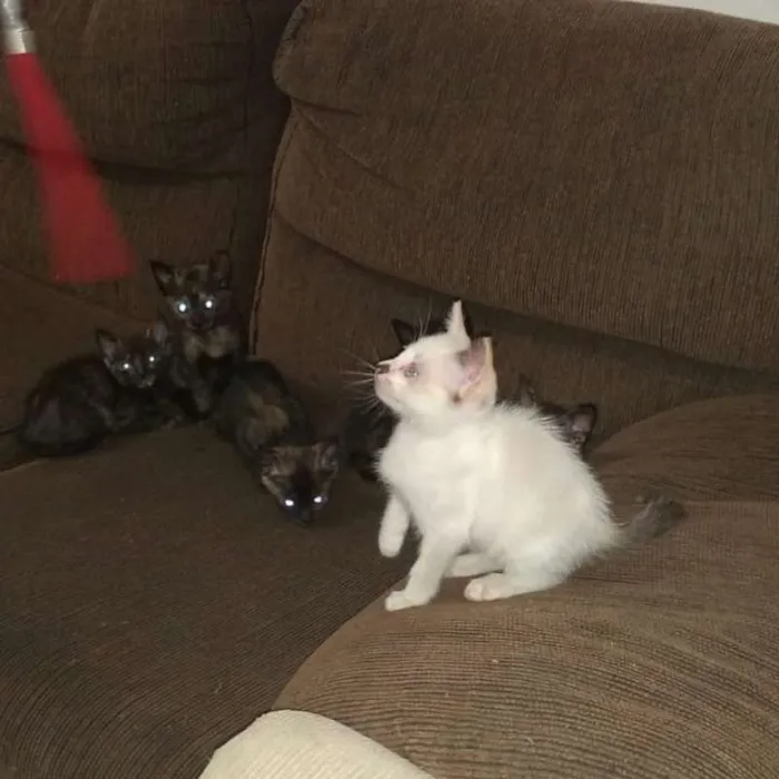 Gato ra a  idade Abaixo de 2 meses nome filhotinhos