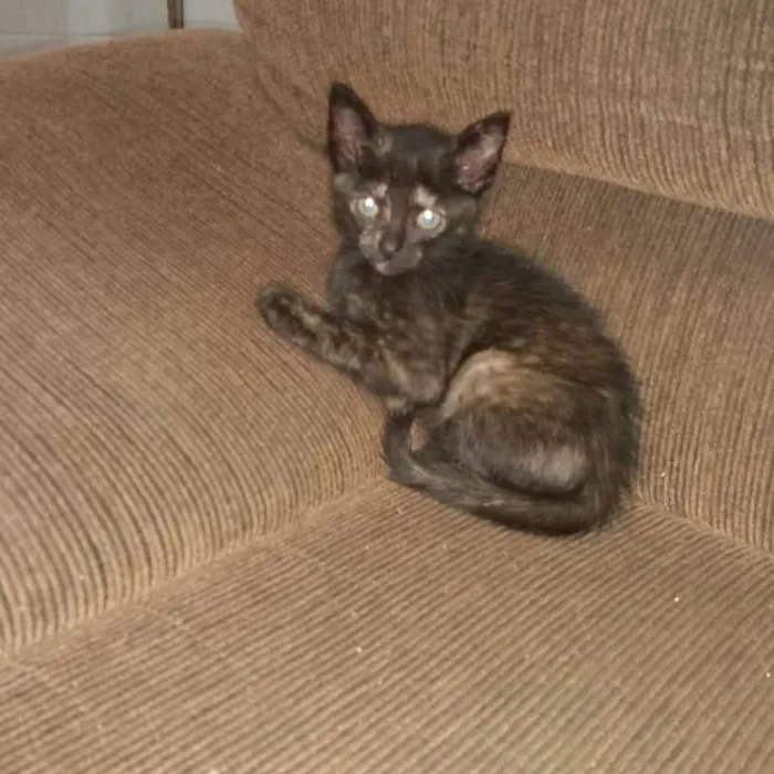 Gato ra a  idade Abaixo de 2 meses nome filhotinhos