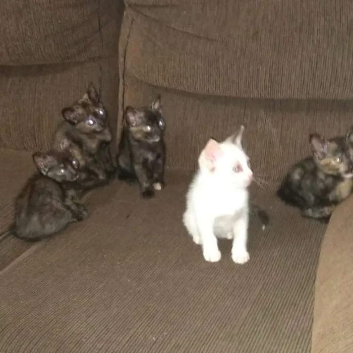 Gato ra a  idade Abaixo de 2 meses nome filhotinhos