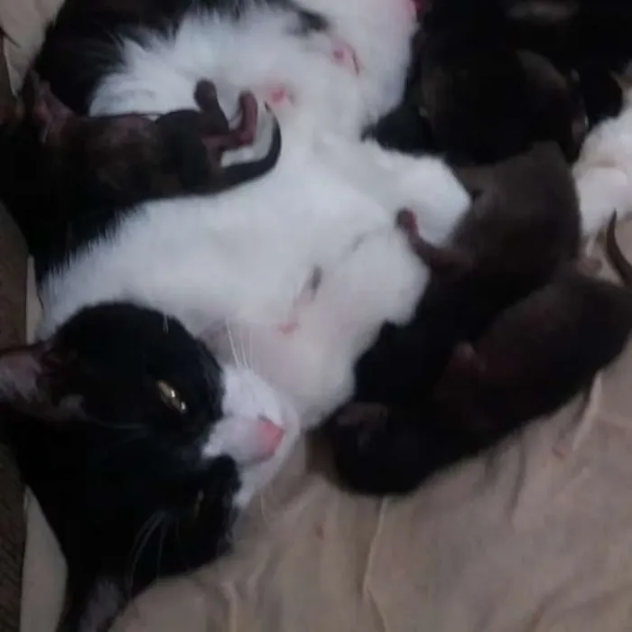 Gato ra a  idade Abaixo de 2 meses nome filhotinhos