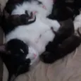 filhotinhos