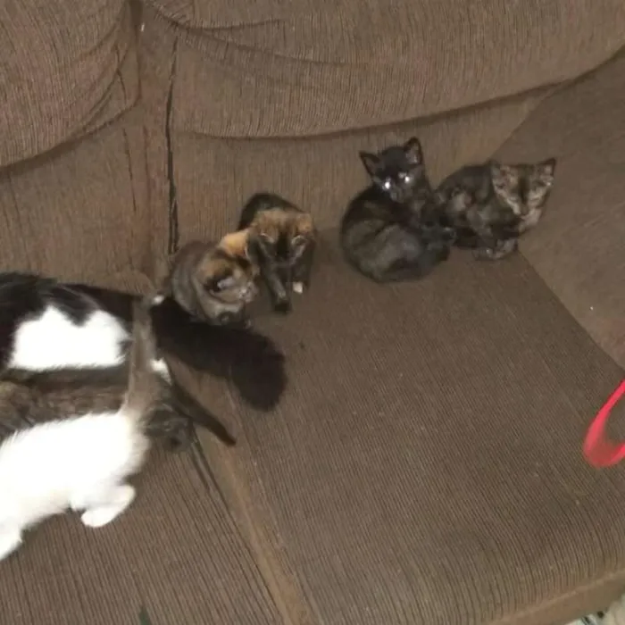 Gato ra a  idade Abaixo de 2 meses nome filhotinhos