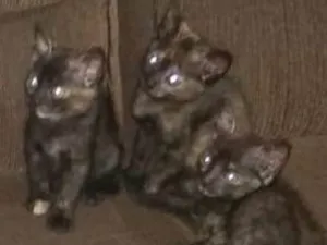 Gato raça  idade Abaixo de 2 meses nome filhotinhos