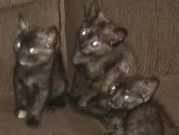Gato ra a  idade Abaixo de 2 meses nome filhotinhos