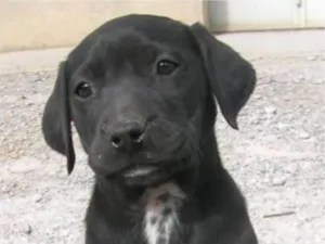 Cachorro raça SEM RAÇA DEFINIDA idade Abaixo de 2 meses nome Adote