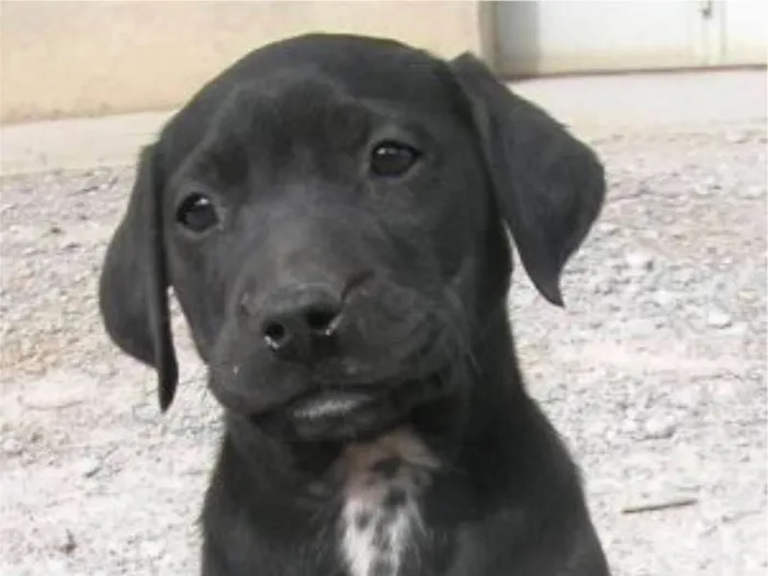 Cachorro ra a SEM RAÇA DEFINIDA idade Abaixo de 2 meses nome Adote