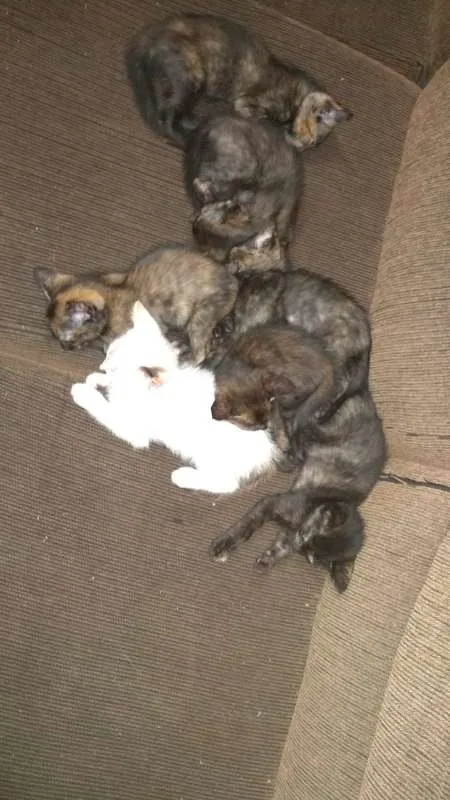 Gato ra a  idade Abaixo de 2 meses nome filhotinhos
