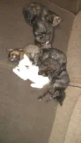 filhotinhos