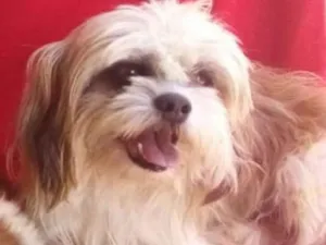 Cachorro raça Shitzu idade 6 ou mais anos nome Meg