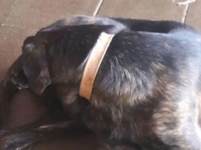 Cachorro ra a labrador com pastor alemao idade 1 ano nome Charlote
