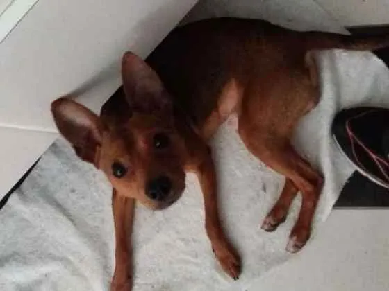 Cachorro ra a Pinscher (mix) idade 7 a 11 meses nome Pinscher