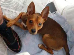 Cachorro raça Pinscher (mix) idade 7 a 11 meses nome Pinscher