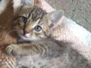 Gato raça SRD idade 2 a 6 meses nome Martina