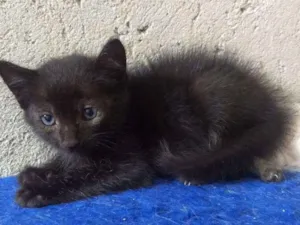 Gato raça SRD idade 2 a 6 meses nome Capitano