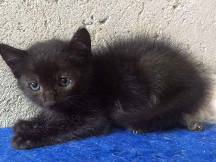 Gato ra a SRD idade 2 a 6 meses nome Capitano