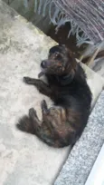Cachorro raça Vira lata idade 5 anos nome Puff