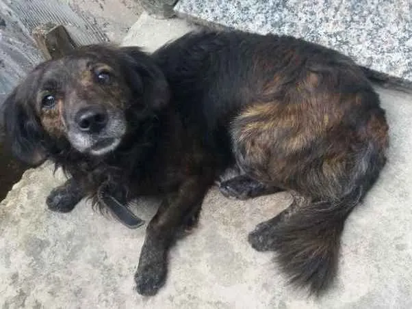 Cachorro raça Vira lata idade 5 anos nome Puff