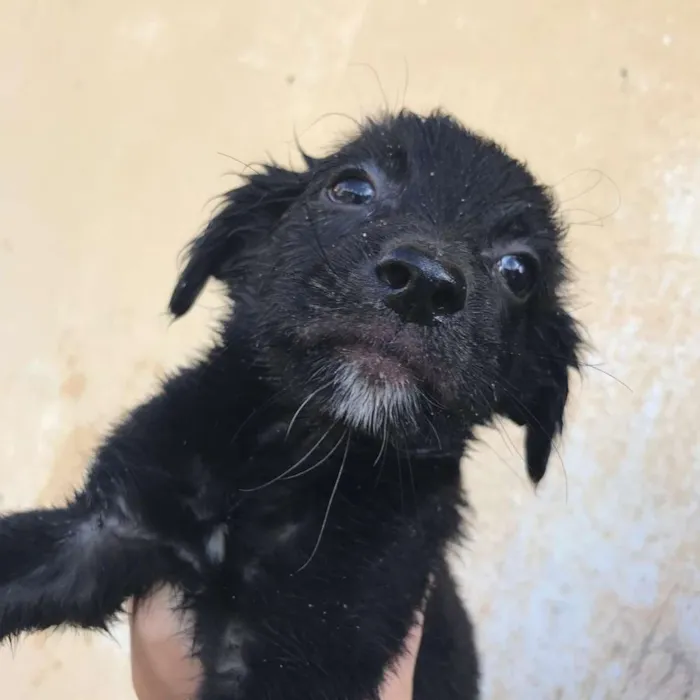 Cachorro ra a  idade Abaixo de 2 meses nome 7 irmãs