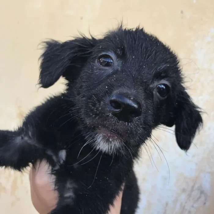 Cachorro ra a  idade Abaixo de 2 meses nome 7 irmãs