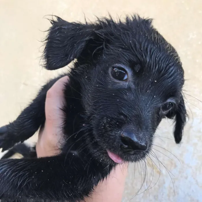 Cachorro ra a  idade Abaixo de 2 meses nome 7 irmãs