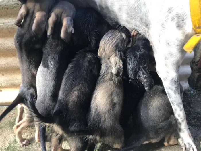 Cachorro ra a  idade Abaixo de 2 meses nome 7 irmãs