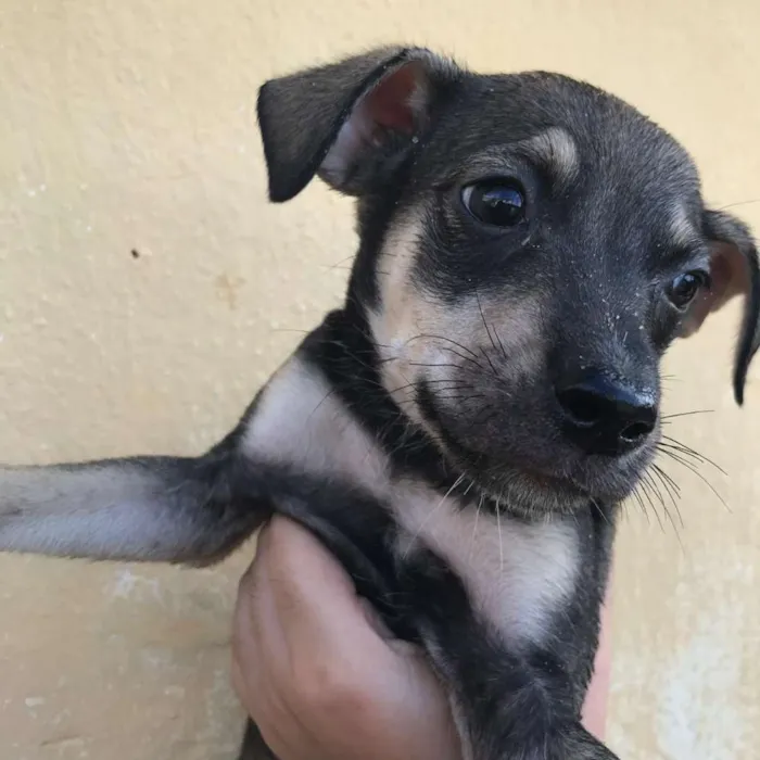 Cachorro ra a  idade Abaixo de 2 meses nome 7 irmãs