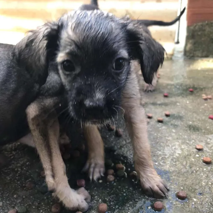 Cachorro ra a  idade Abaixo de 2 meses nome 7 irmãs