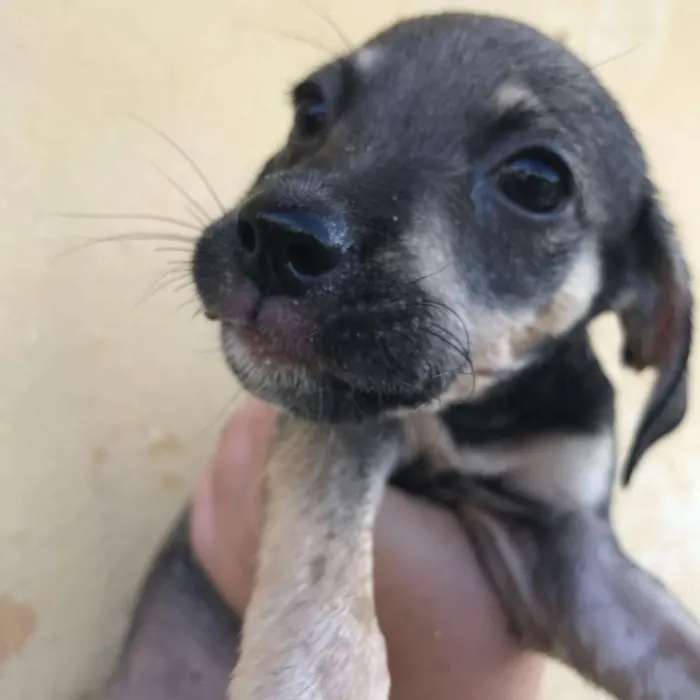 Cachorro ra a  idade Abaixo de 2 meses nome 7 irmãs