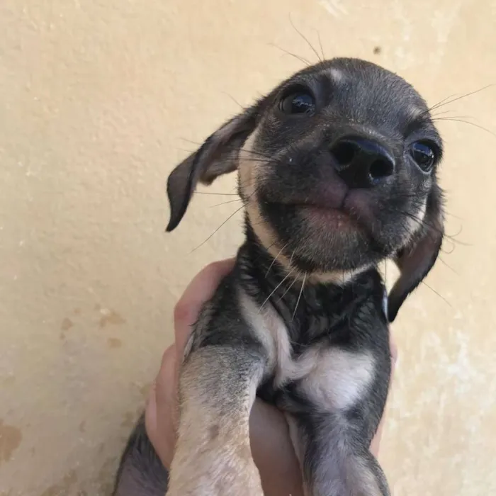 Cachorro ra a  idade Abaixo de 2 meses nome 7 irmãs