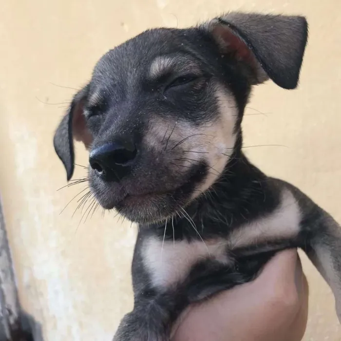 Cachorro ra a  idade Abaixo de 2 meses nome 7 irmãs