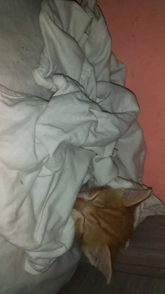 Gato raça Sem raça definida idade Abaixo de 2 meses nome Sem nome